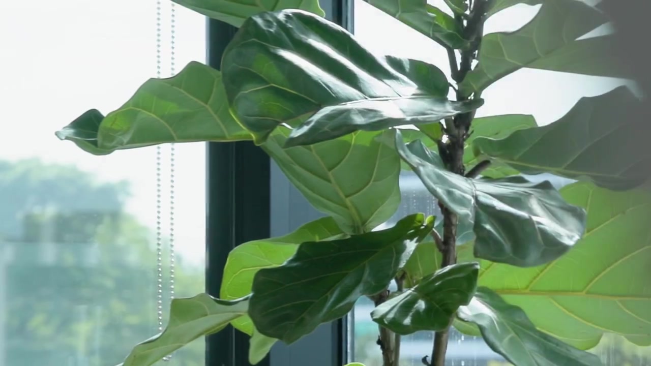 A Grolife Indoor Plantscapes install at the Evidentia Group on Ann Street, featuring a fiddle leaf fig against a sunlit window