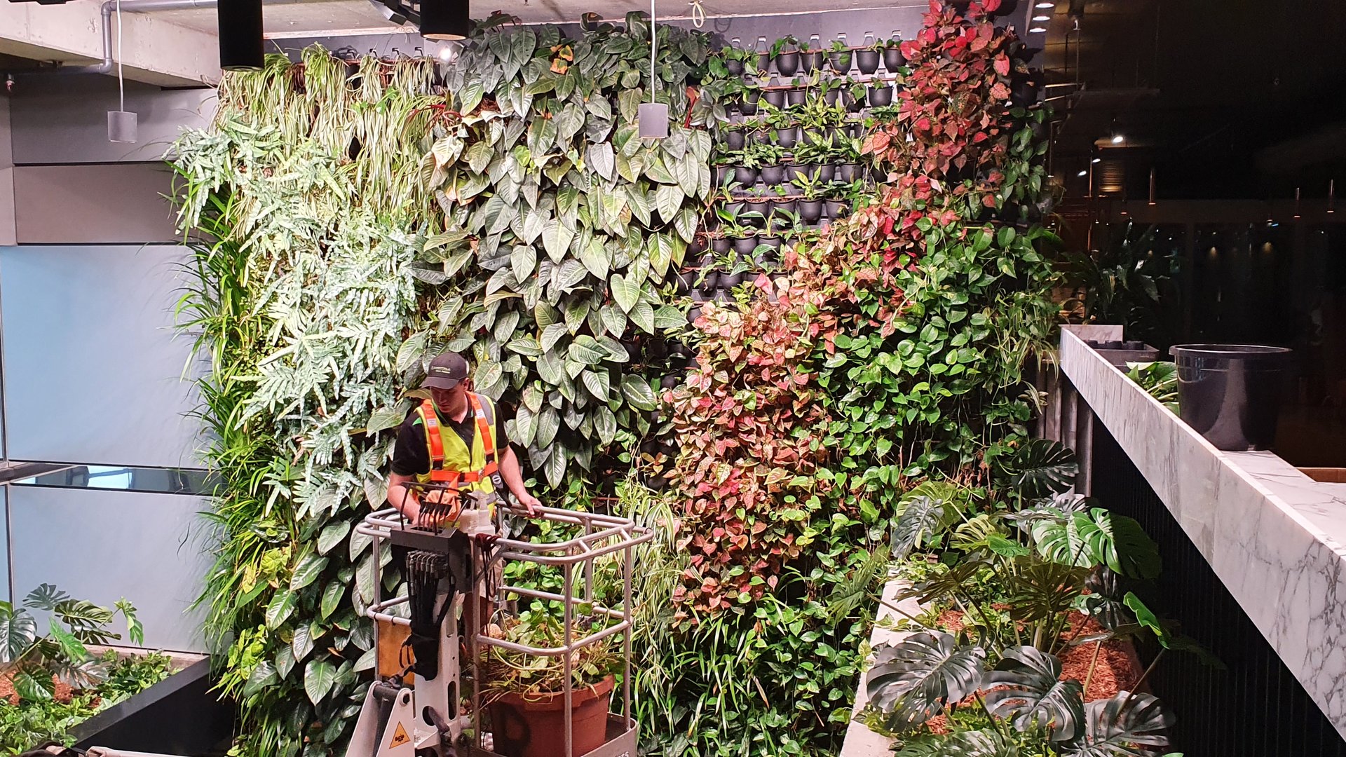 A Grolife technician on a cherry picker tending a large multi-coloured living green wall