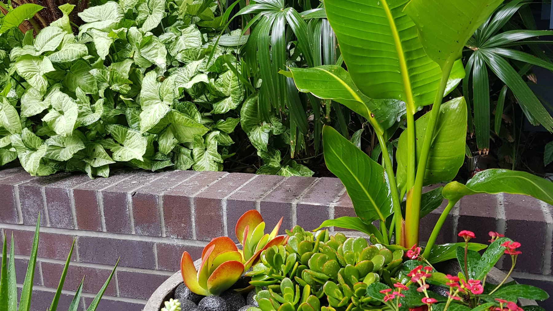 A lush Grolife Indoor Plantscapes commercial install