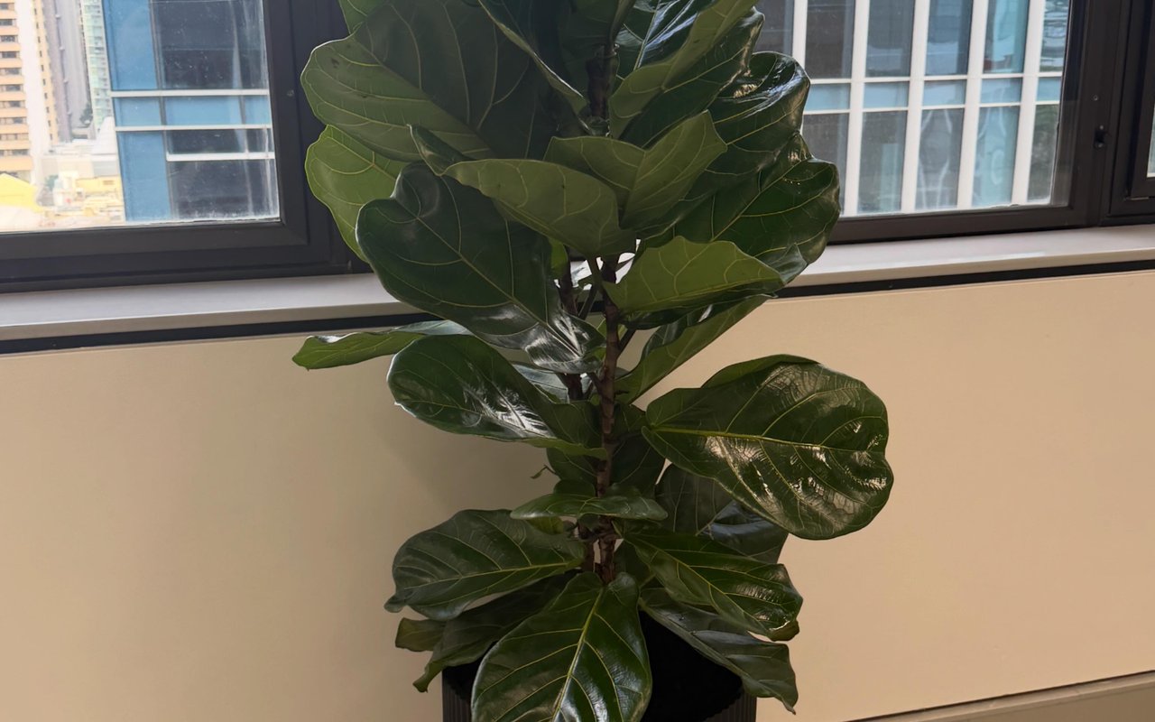 Etrainu &mdash; commercial office install