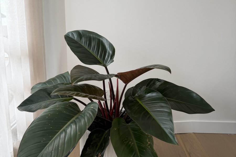 Flourish Oasis &mdash; Display Office &mdash; detail 2