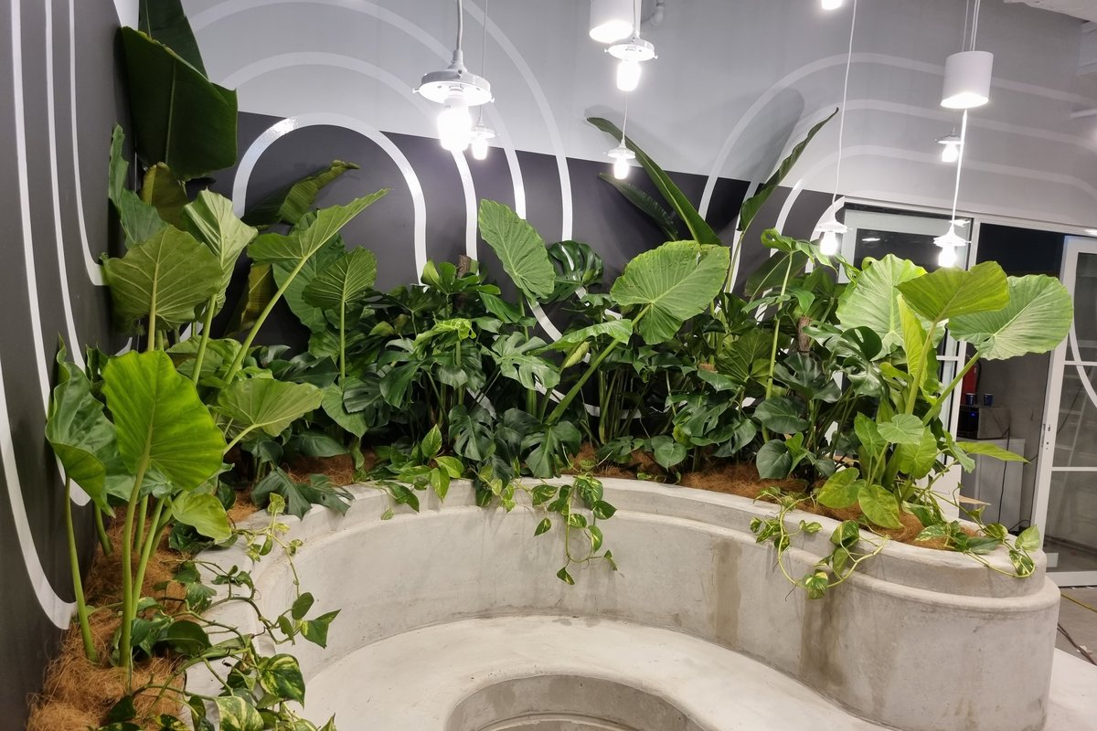 A curved concrete planter with monstera, alocasia and trailing pothos in front of a striped commercial wall — Grolife Indoor Plantscapes building handover install
