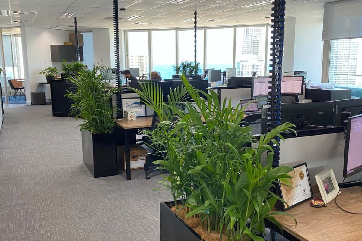 Black planter boxes with palms running through a high-rise office floor mid-fitout