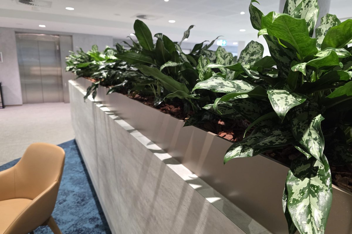 A custom built-in planter with aglaonema in a large commercial fitout