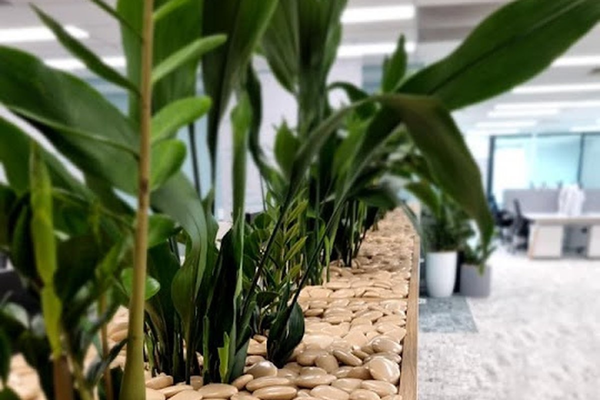 Long built-in office planter with ZZ plants in beige river pebbles — a Grolife Indoor Plantscapes office takeover