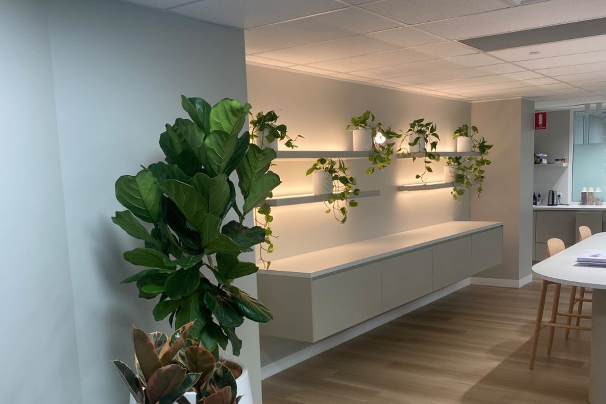 A Grolife Indoor Plantscapes commercial office install