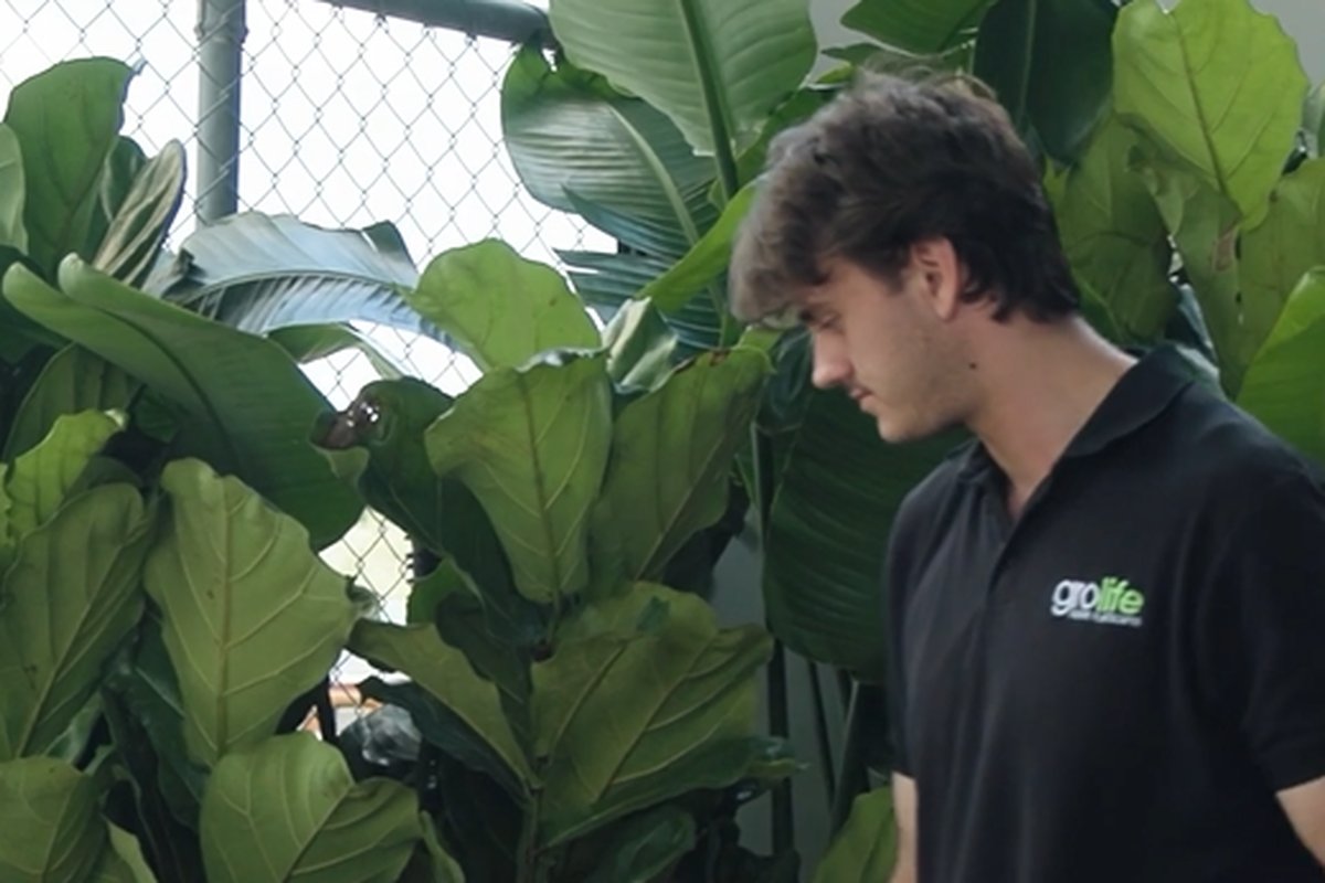 A Grolife Indoor Plantscapes technician auditing the health of an existing fiddle leaf fig install