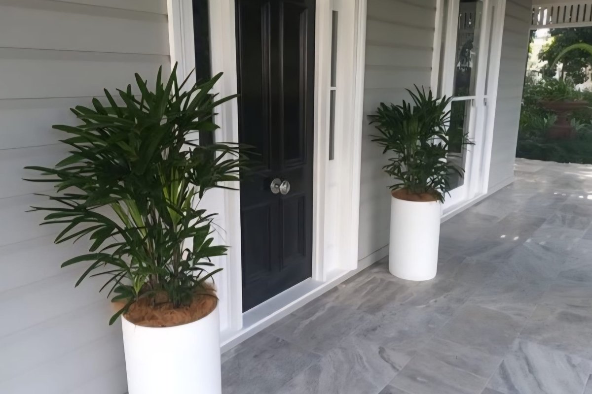A Hamptons-style residential porch styled with two tall white planters of raphis palms flanking the black front door