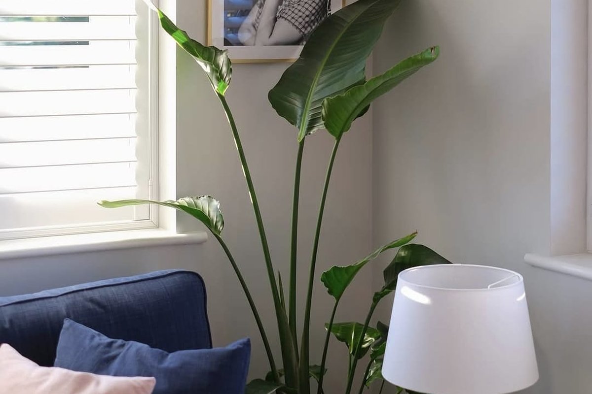 A styled show home corner with a Grolife Indoor Plantscapes bird of paradise plant next to a navy sofa, framed art and teal lamp