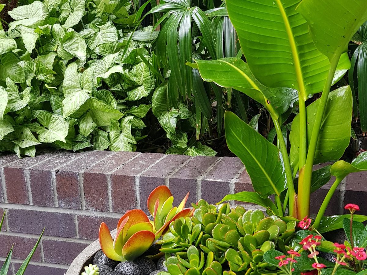 A lush feature pot &mdash; permanent indoor plant hire in a commercial setting