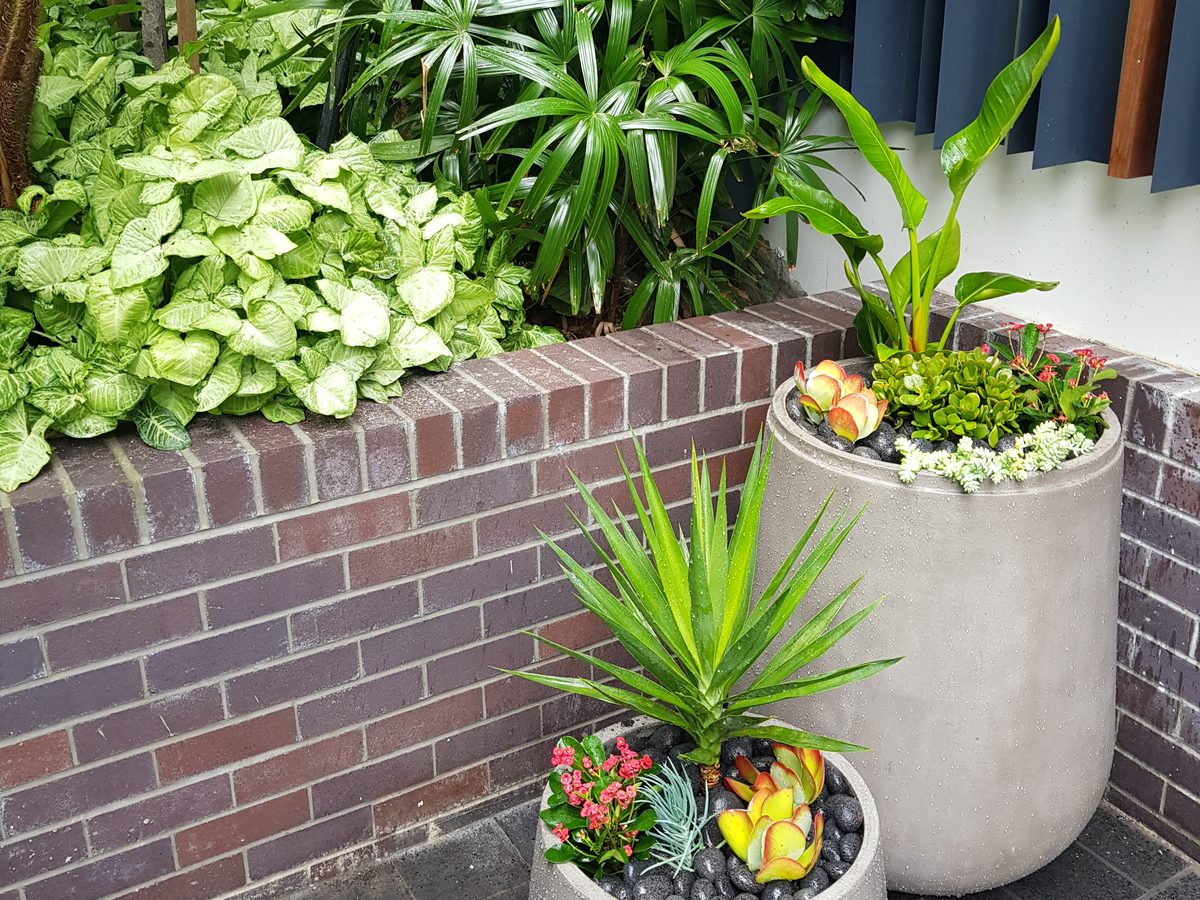 Plants installed in a commercial fitout, ready for handover