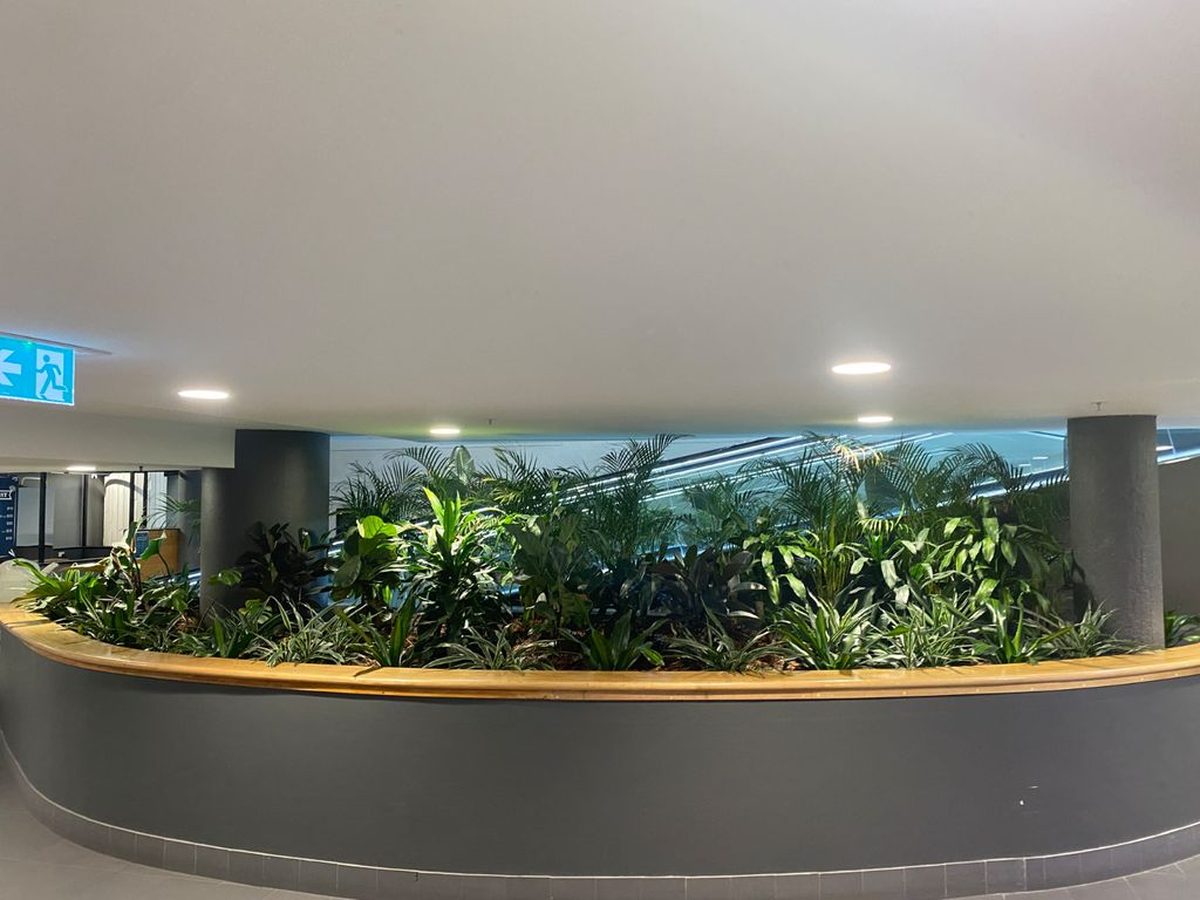 A styled residential interior with feature indoor plants for sale campaign