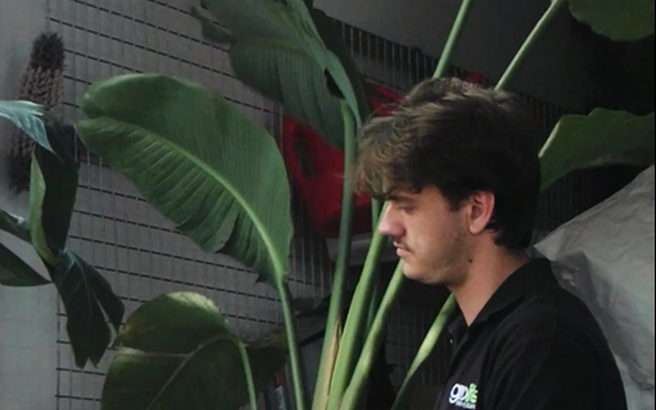 A Grolife Indoor Plantscapes installer collecting a large bird of paradise after a short-term hire