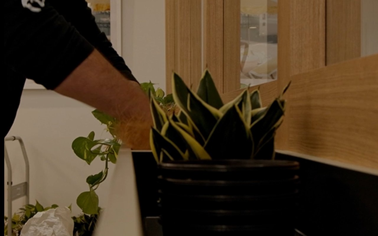 A Grolife Indoor Plantscapes installer placing a sansevieria into a black planter on a sales suite credenza