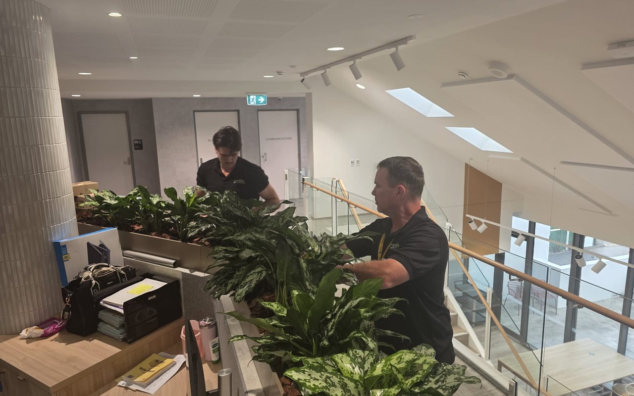 Grolife crew installing plants in a commercial fitout