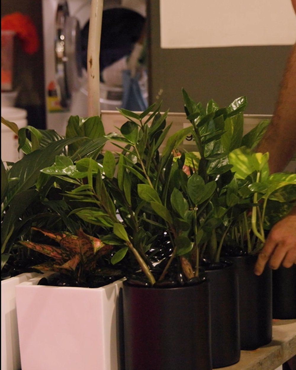 Fresh replacement plants in pots ready to be deployed to a Grolife Indoor Plantscapes maintenance site