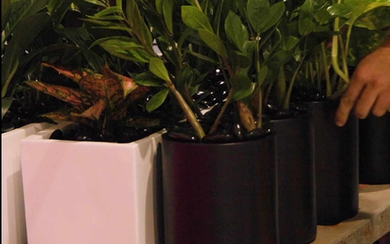 Replacement plants being swapped in to refresh an install