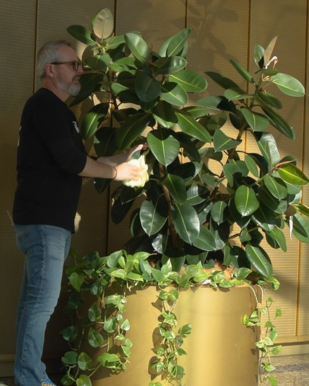 A Grolife Indoor Plantscapes technician cleaning leaves and rotating a mature rubber plant