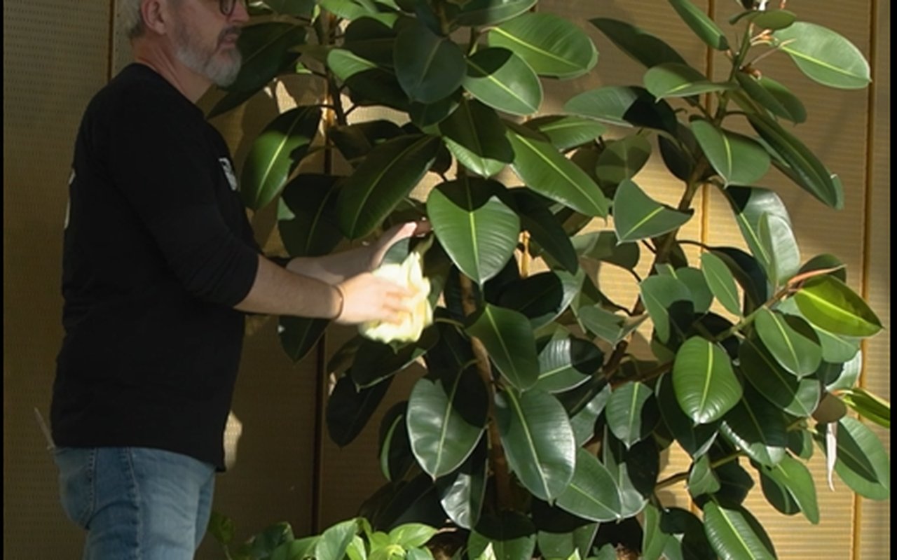Seasonal plant rotation in a commercial lobby