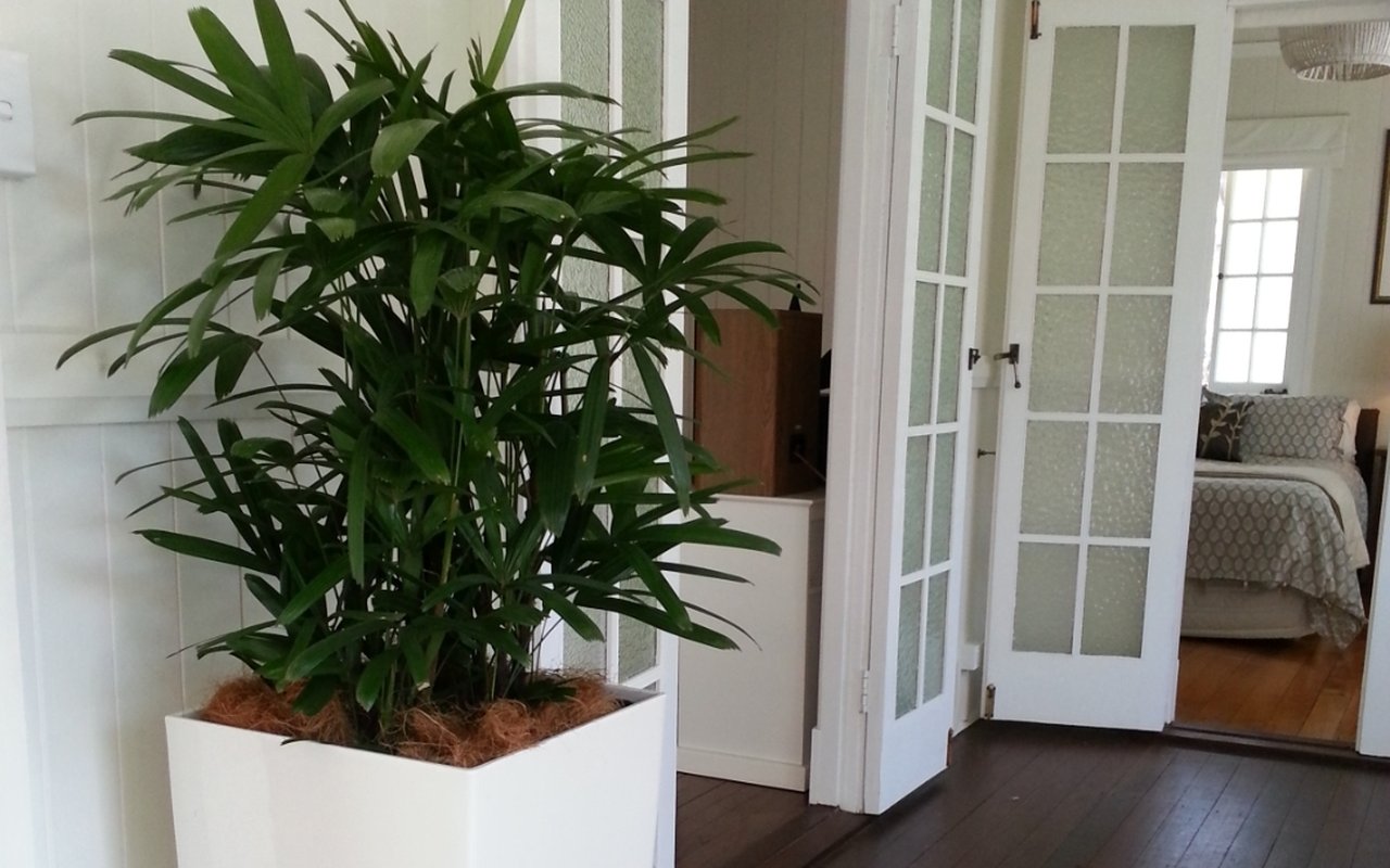 A Grolife Indoor Plantscapes raphis palm in a tall white planter, freshly delivered and placed in the entry of a styled Queenslander home