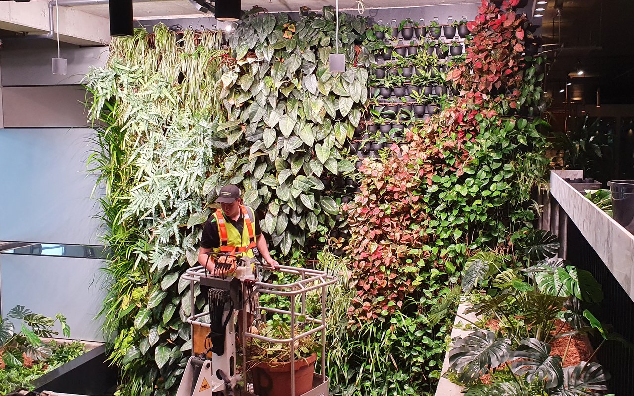A Grolife technician on a cherry picker performing ongoing care on a large living green wall