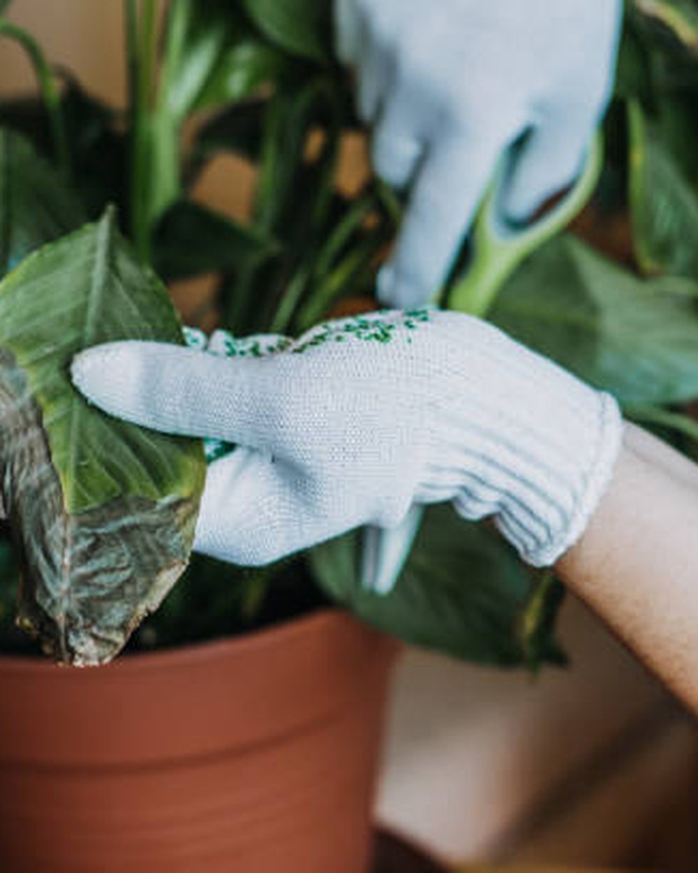 Gloved hands applying treatment granules to a peace lily for pest and disease control