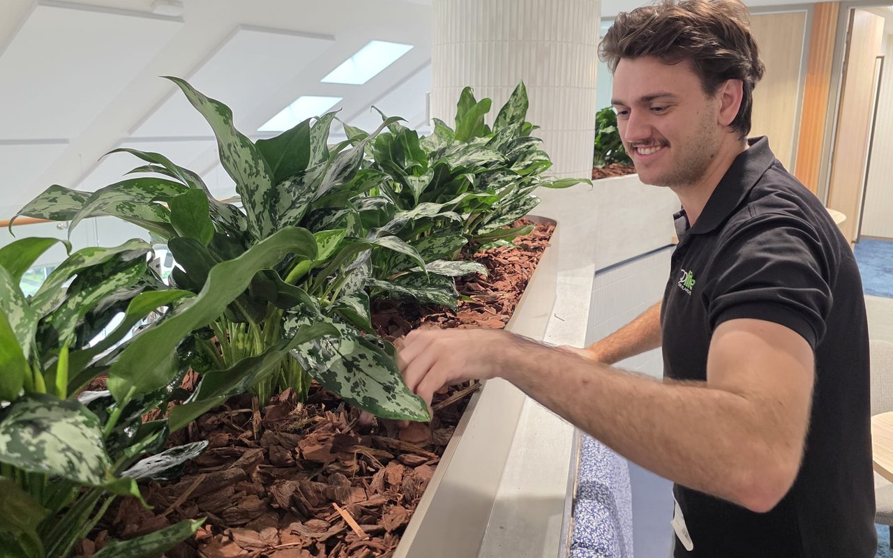 A plantscape technician treating an indoor plant for pests